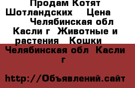 “Продам Котят Шотландских“ › Цена ­ 1 000 - Челябинская обл., Касли г. Животные и растения » Кошки   . Челябинская обл.,Касли г.